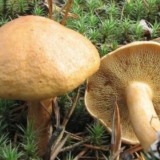 Kako kiseliti kozje (kozje) gljive: jednostavni recepti